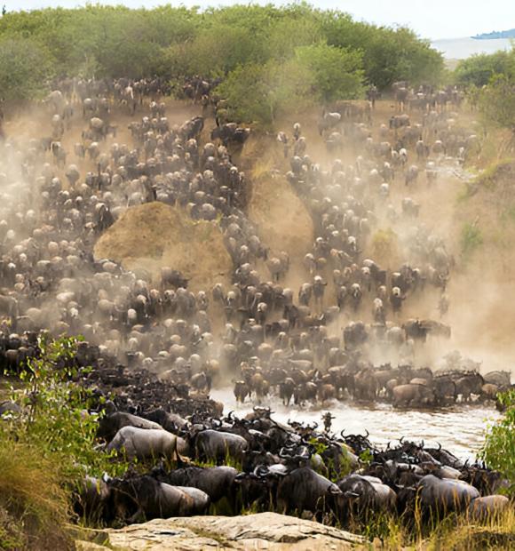migration in Serengeti