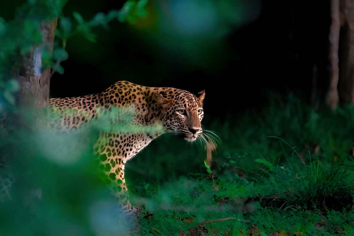 African Savanna Animals | Swahilisafaris