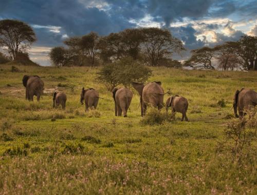 Tarangire National Park