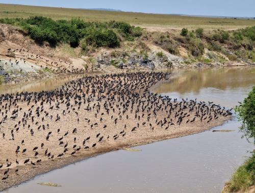 Wildebeest crossing the Mara River