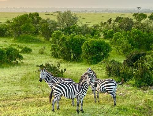 The scenery in Serengeti during a morning game drive as the herbivores start to graze with the sun rising in the far hills 
